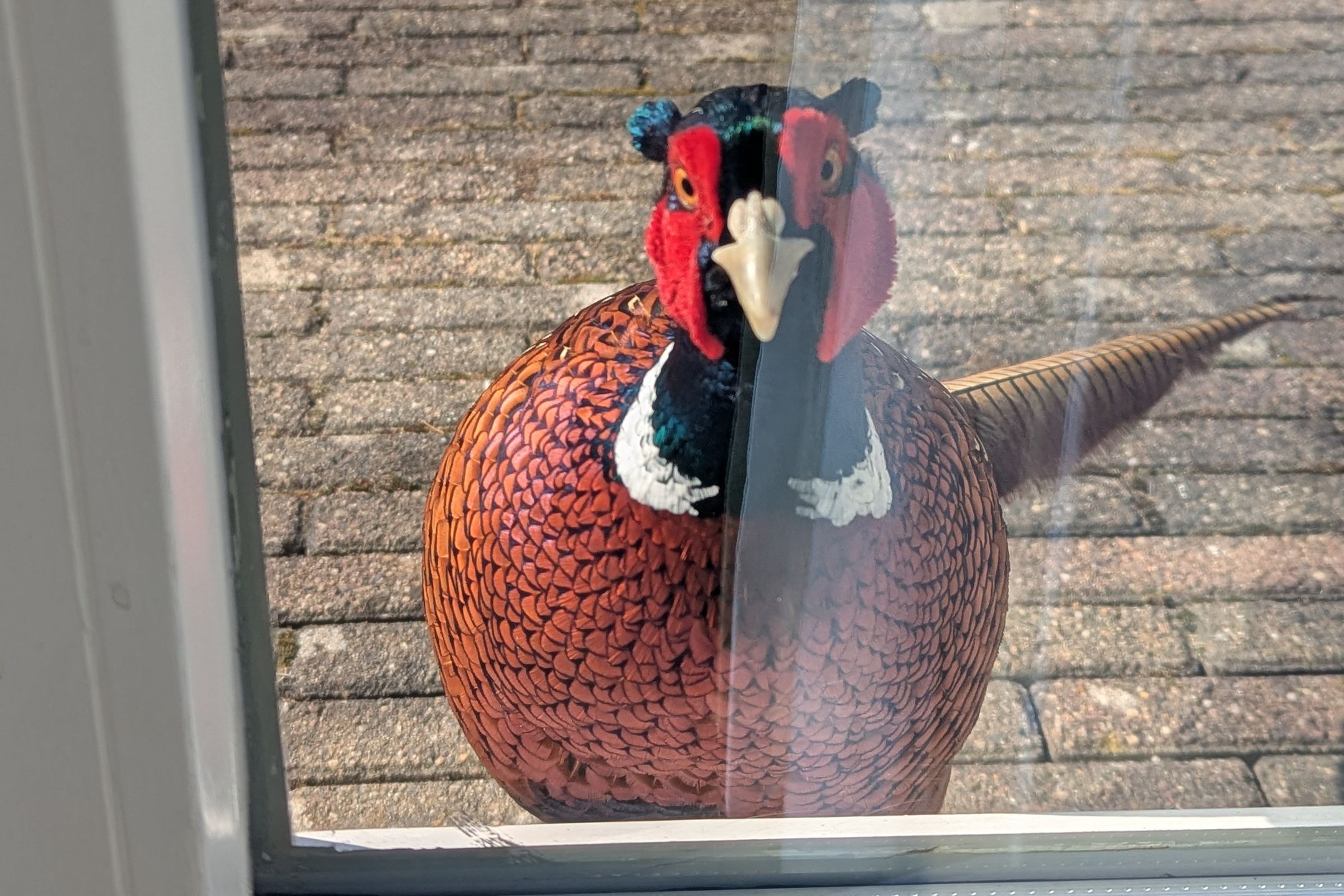 Foto 12 van Rijksstraatweg 248