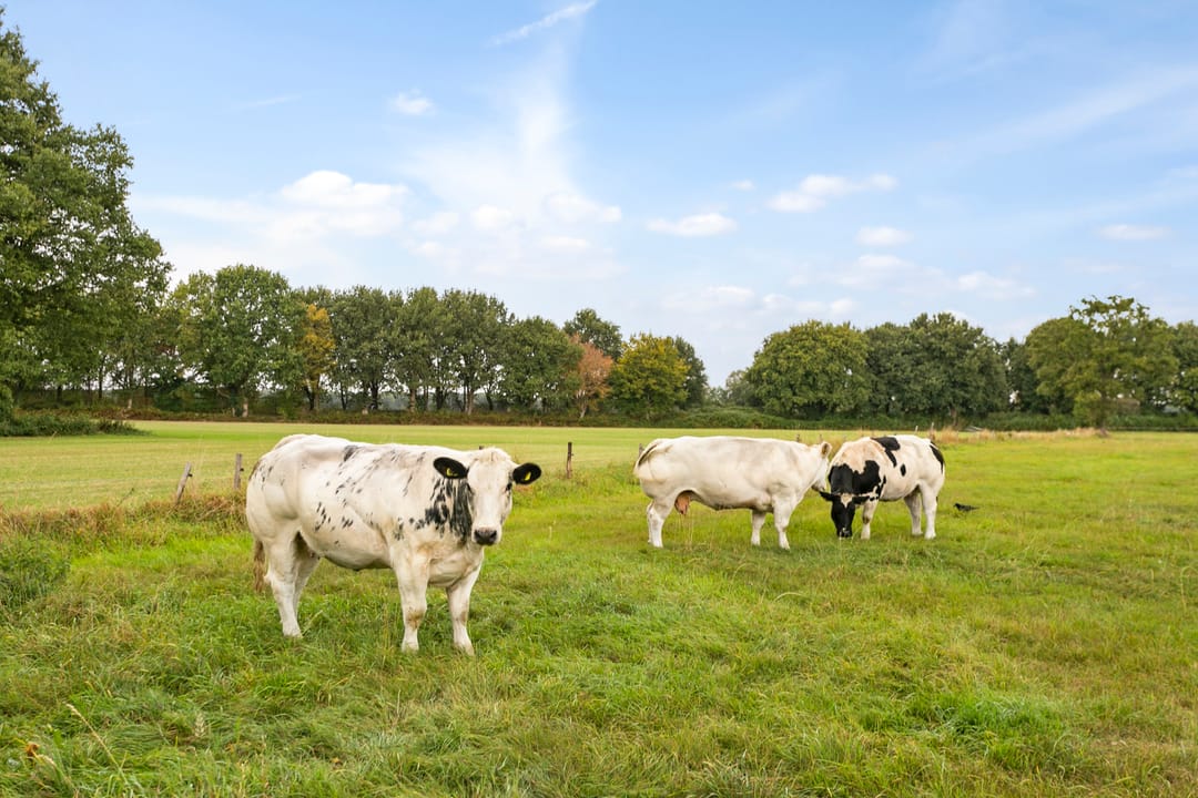 Foto 46 van Dorpstraat 40