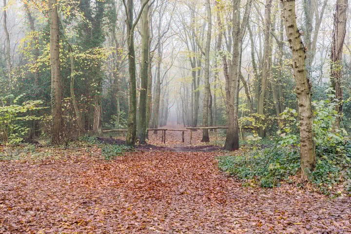 Foto 48 van Doorntjes 10