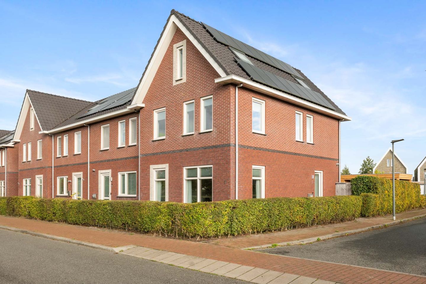 Foto 1 van Penningkruid 1