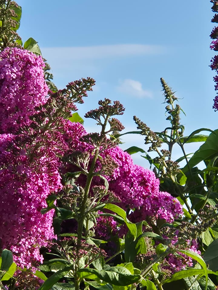 Foto 75 van Baron van Keverbergweg 5