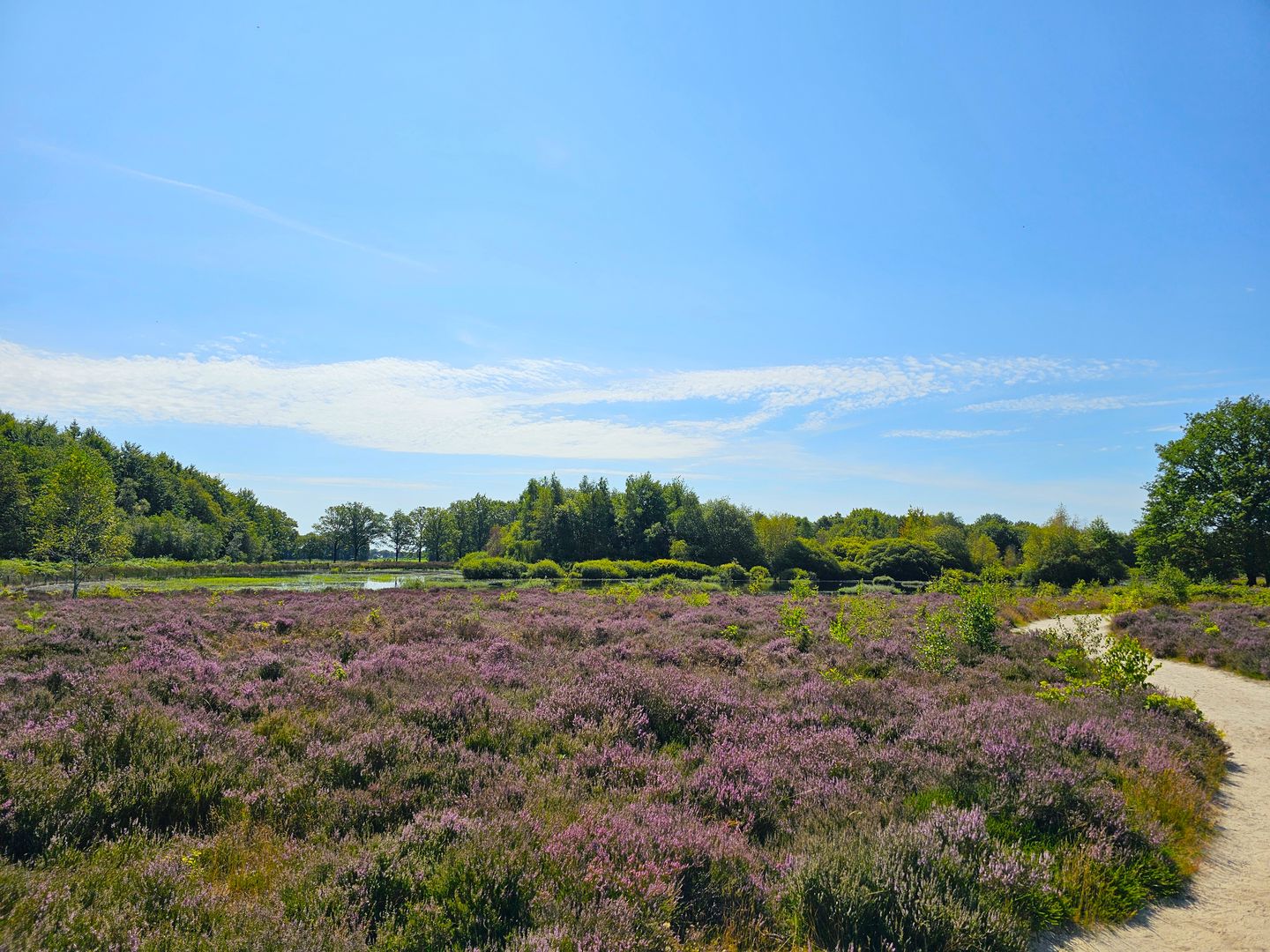 Foto 4 van Meester van Hasseltweg 14