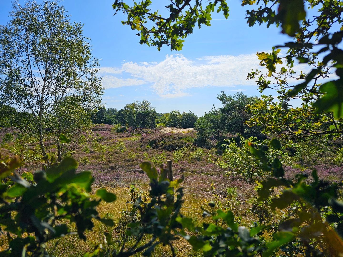 Foto 35 van Meester van Hasseltweg 14