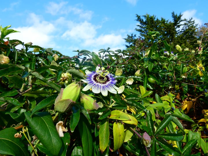 Photo 33 of Vogelenzangseweg 167