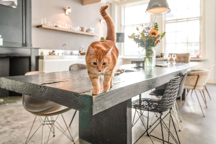 Photo 18 of Nieuwe Rijn 17