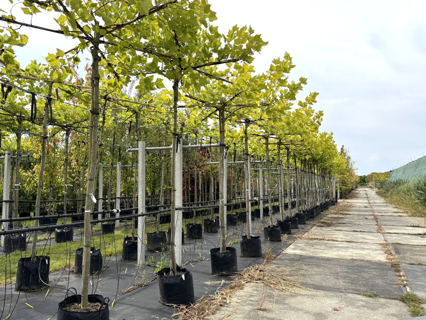 Bekijk foto 3 van Tolsestraat