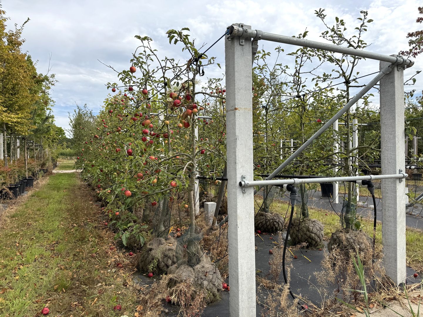 Bekijk foto 4 van Tolsestraat