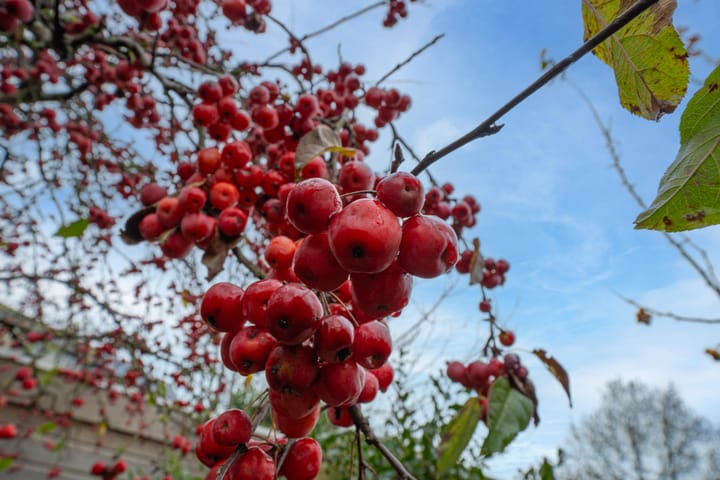 Foto 26 van Drumptselaan 13