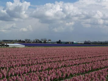 Foto 29 van Zilkerduinweg 362-B