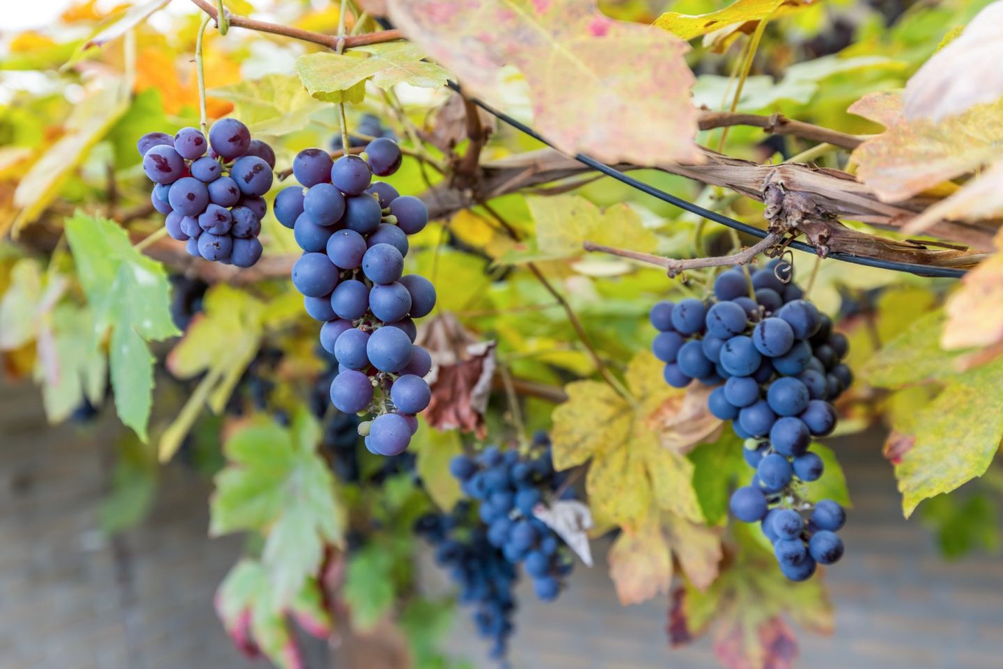 Foto 20 van Martinusstraat 12