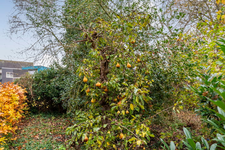 Foto 37 van Herenstraat 70