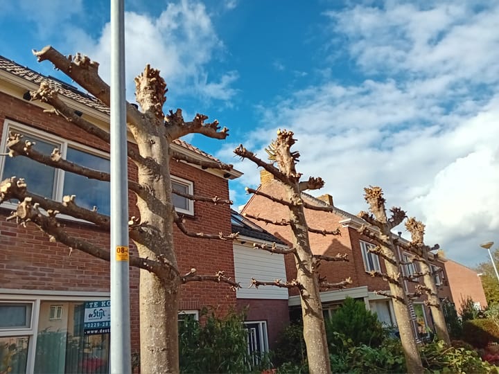 Photo 9 of Esdoornlaan 18