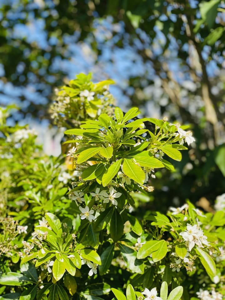 Foto 12 van Klaverstraat 55