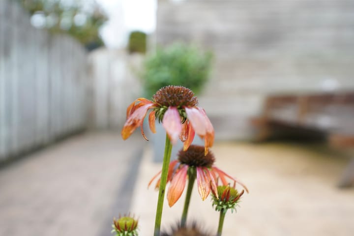 Foto 45 van Meerkoetstraat 26