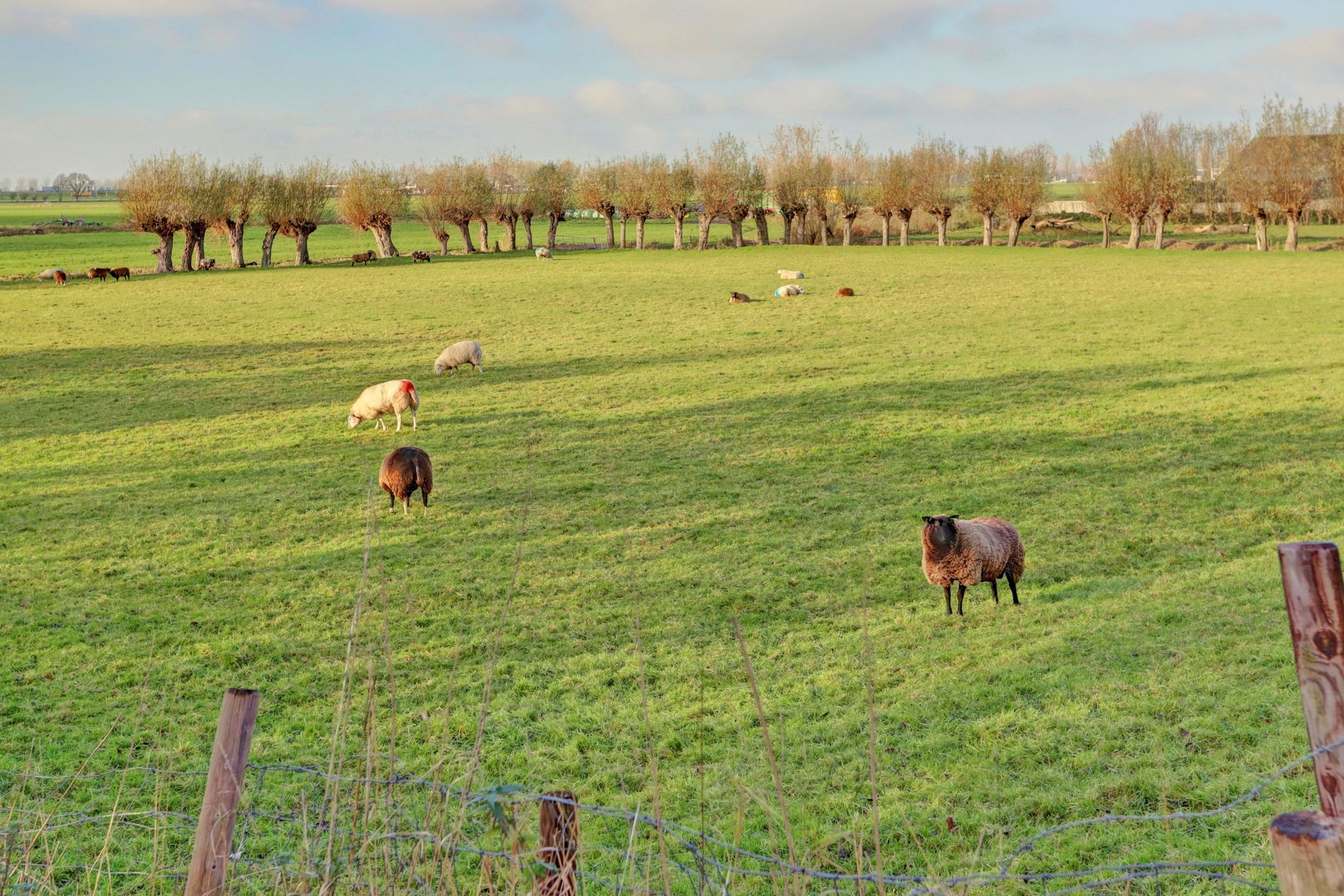 Foto 84 van Bazeldijk 58