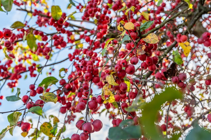 Photo 44 of Allee 52