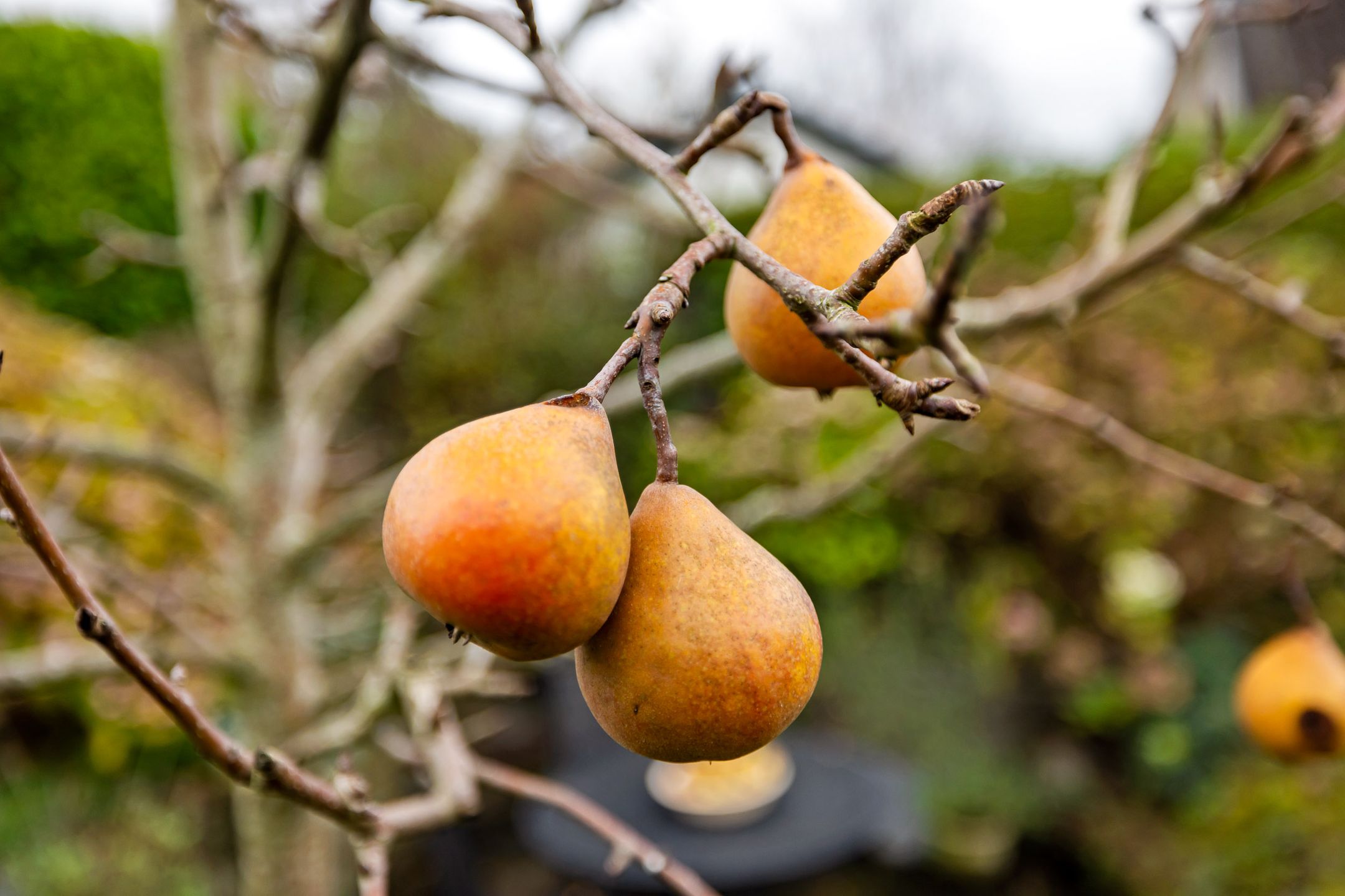 Photo 42 of Bosmastrjitte 7