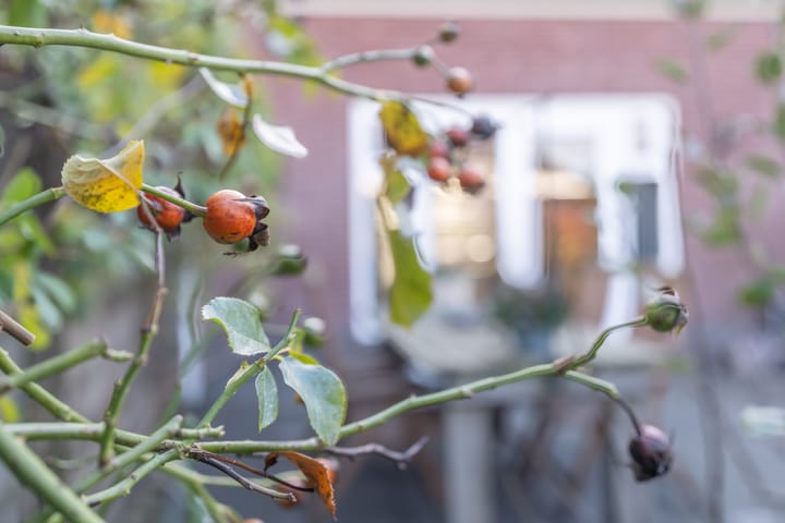 Foto 29 van Govert Flincklaan 3