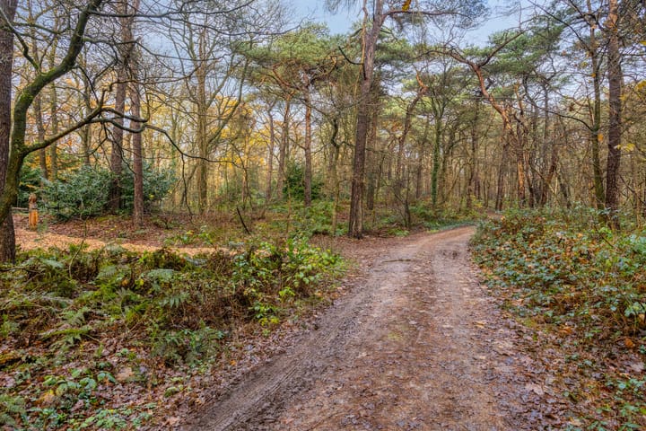 Foto 2 van Zuursche Duinen 5