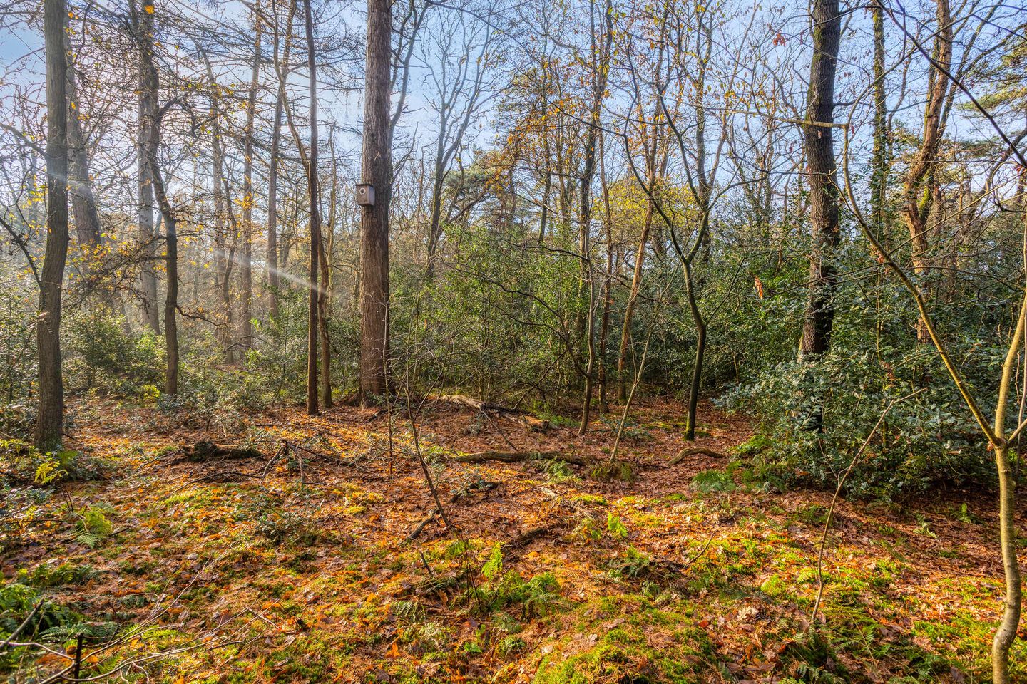Foto 50 van Zuursche Duinen 5