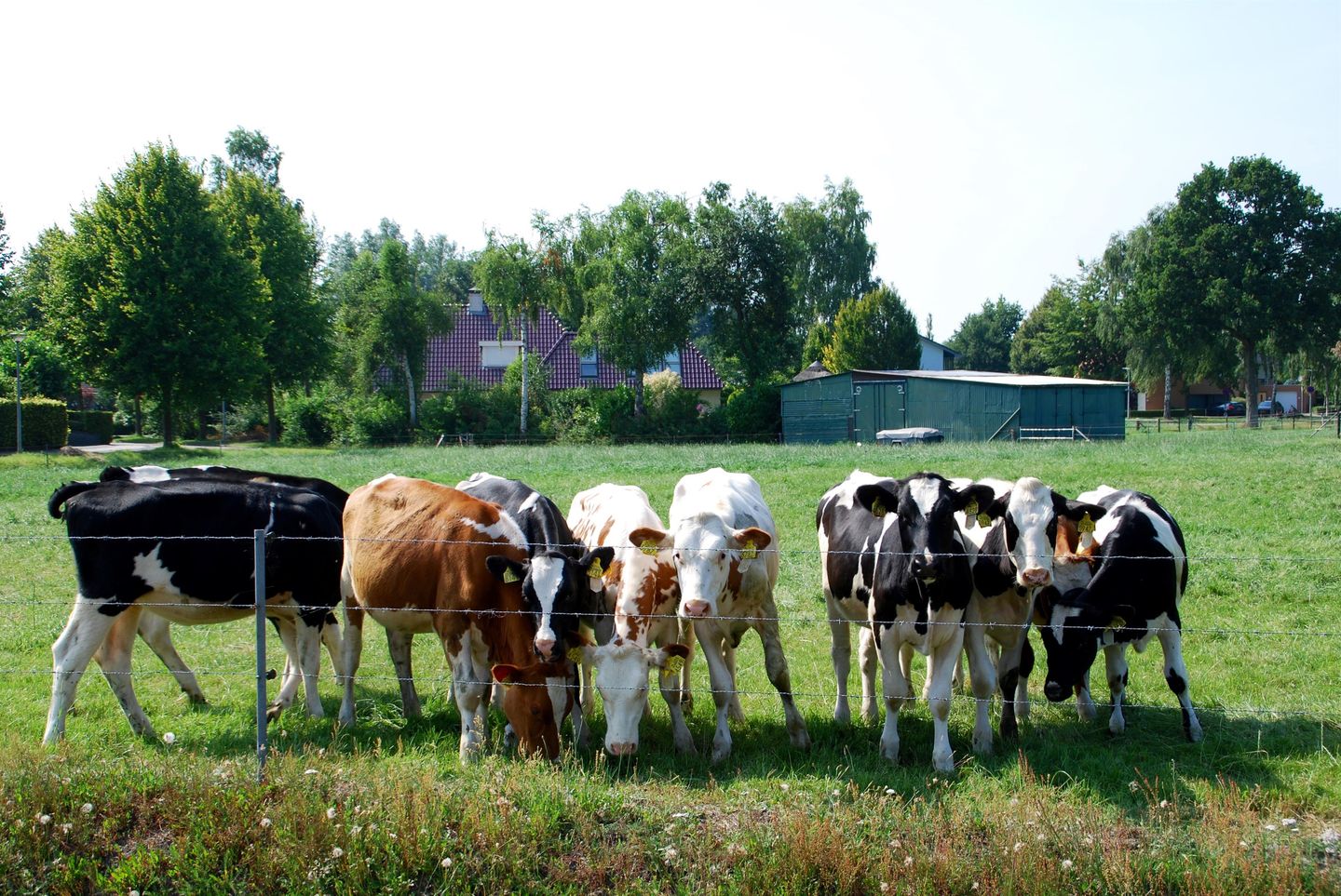 Foto 4 van Albert Schweitzerlaan 87