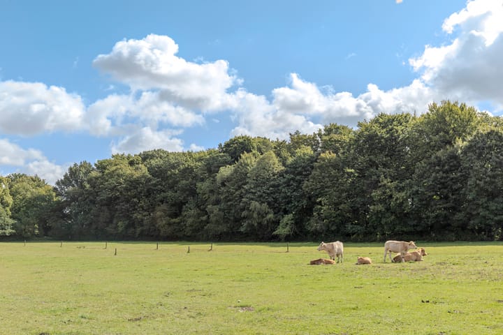 Photo 45 of Insingerstraat 8