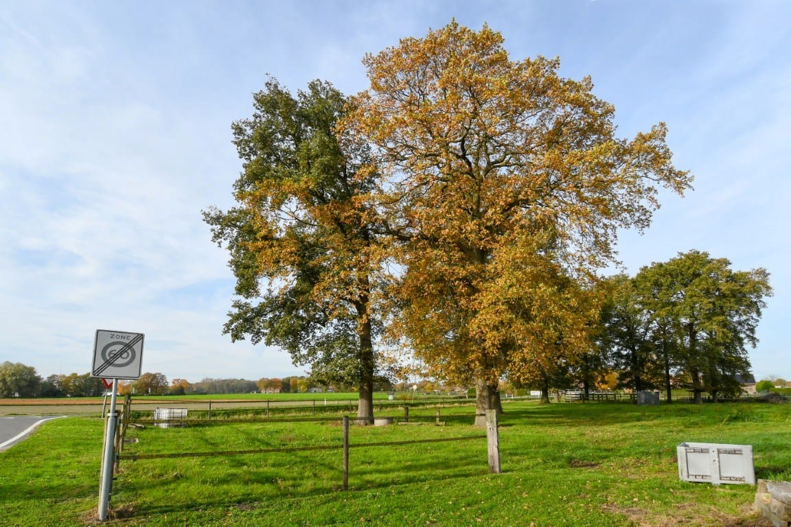 Foto 42 van Schaapsbrug 3