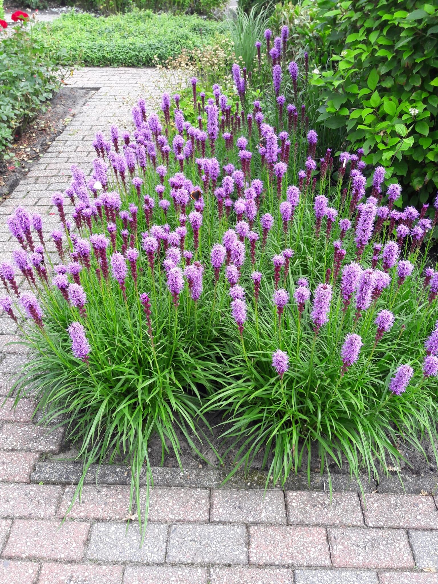 Foto 45 van Carboonlaan 6