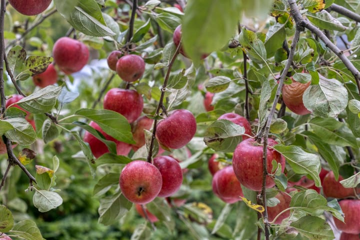 Foto 56 van Sint Martinushof 2