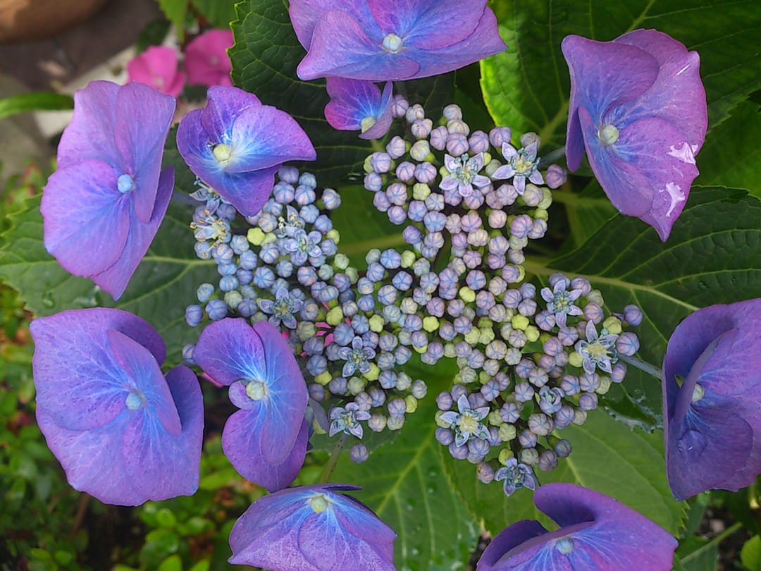 Foto 46 van St. Annastraat 154