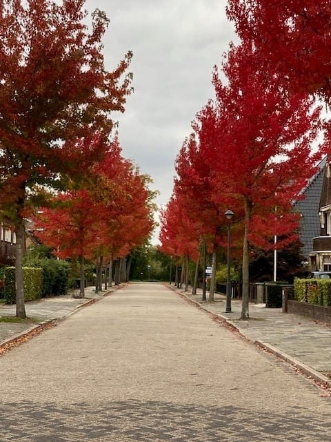 Foto 36 van Broerelaan 5