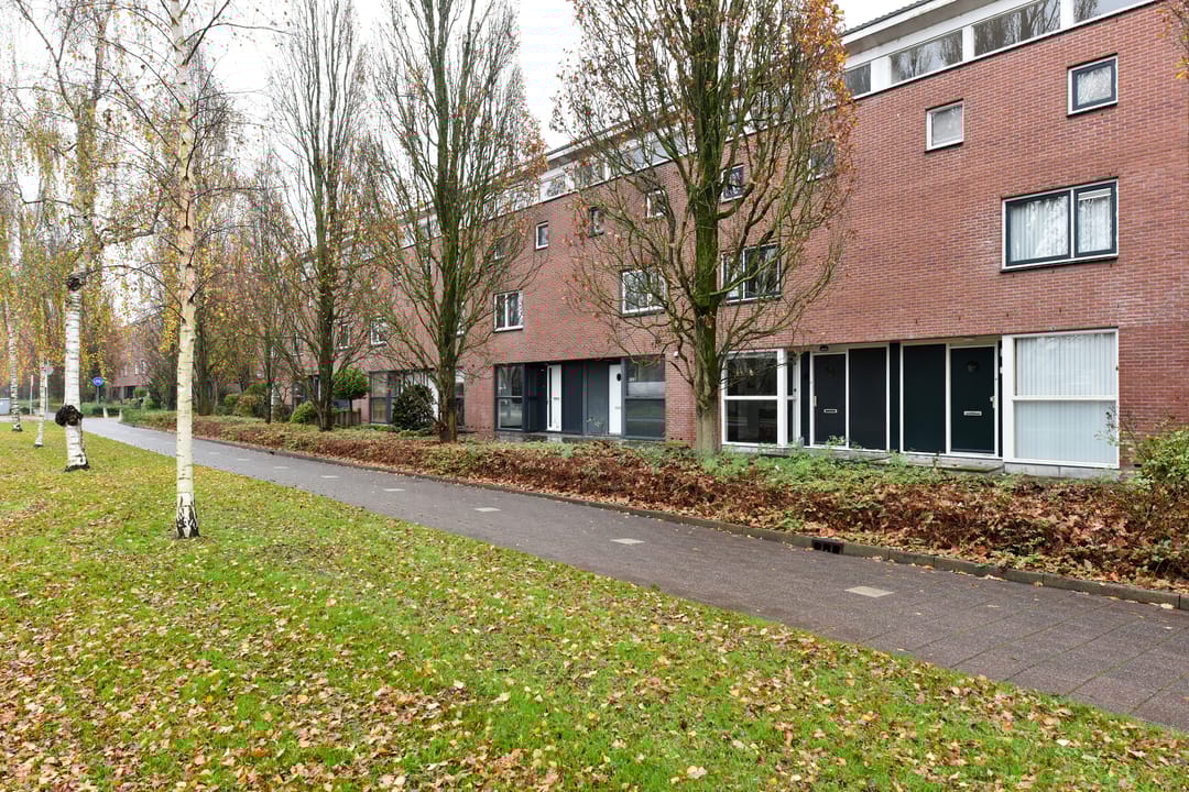 Photo 22 of Bruine Lijster 16