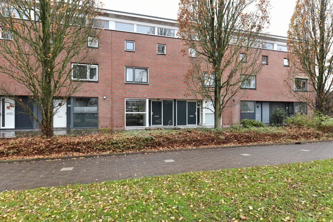 Photo 23 of Bruine Lijster 16