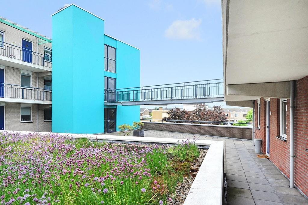 Foto 30 van Fluitekruid 42