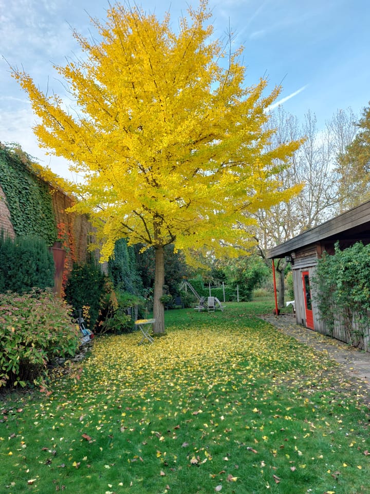 Foto 4 van 't Dorp 144