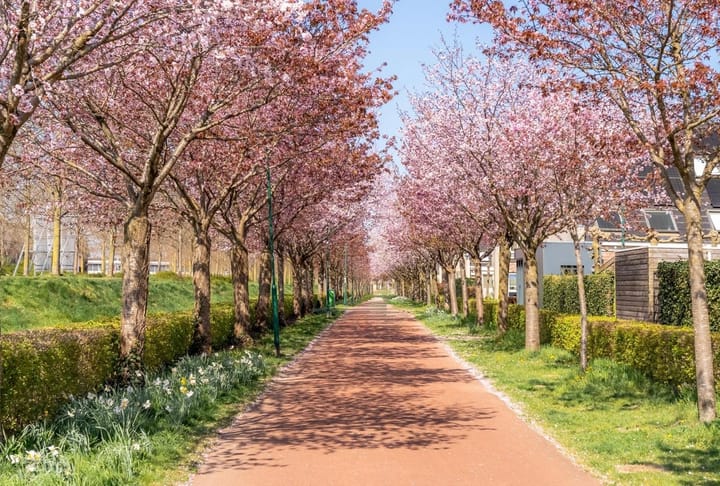 Foto 52 van Paleismuur 70