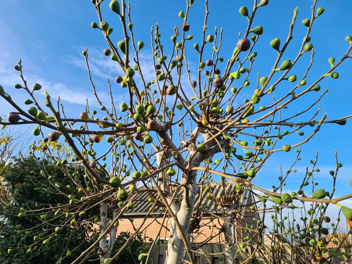 Foto 24 van Julianastraat 18