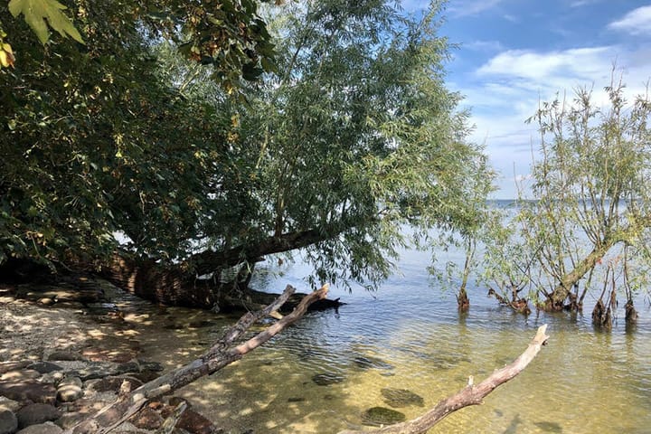 Foto 51 van Grote Lijster 3