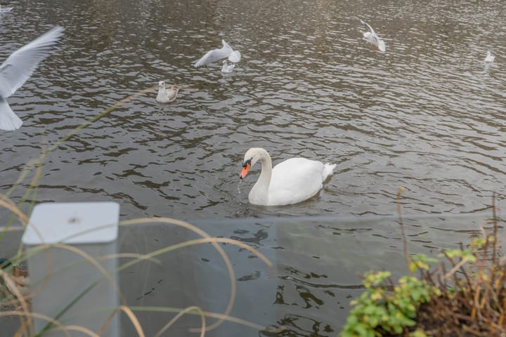 Foto 8 van Westerdok 21