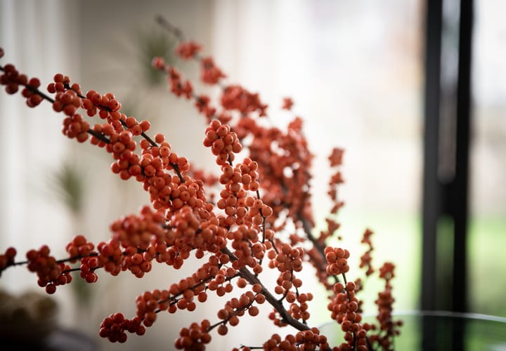 Photo 19 of Grote Lijster 1