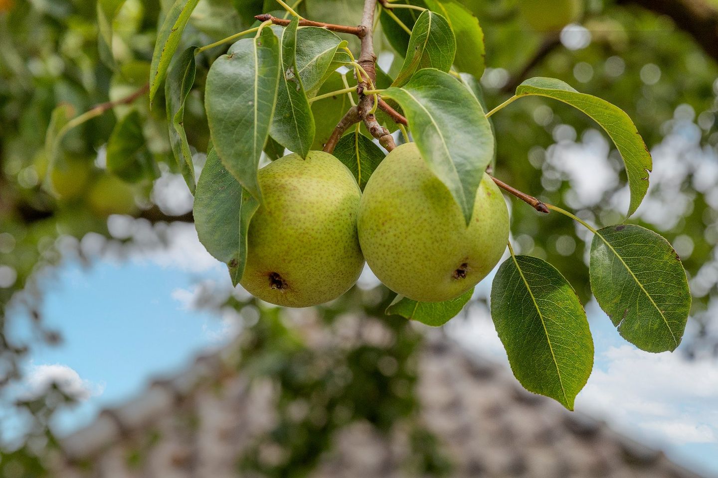 Photo 35 of Groenestraat 5