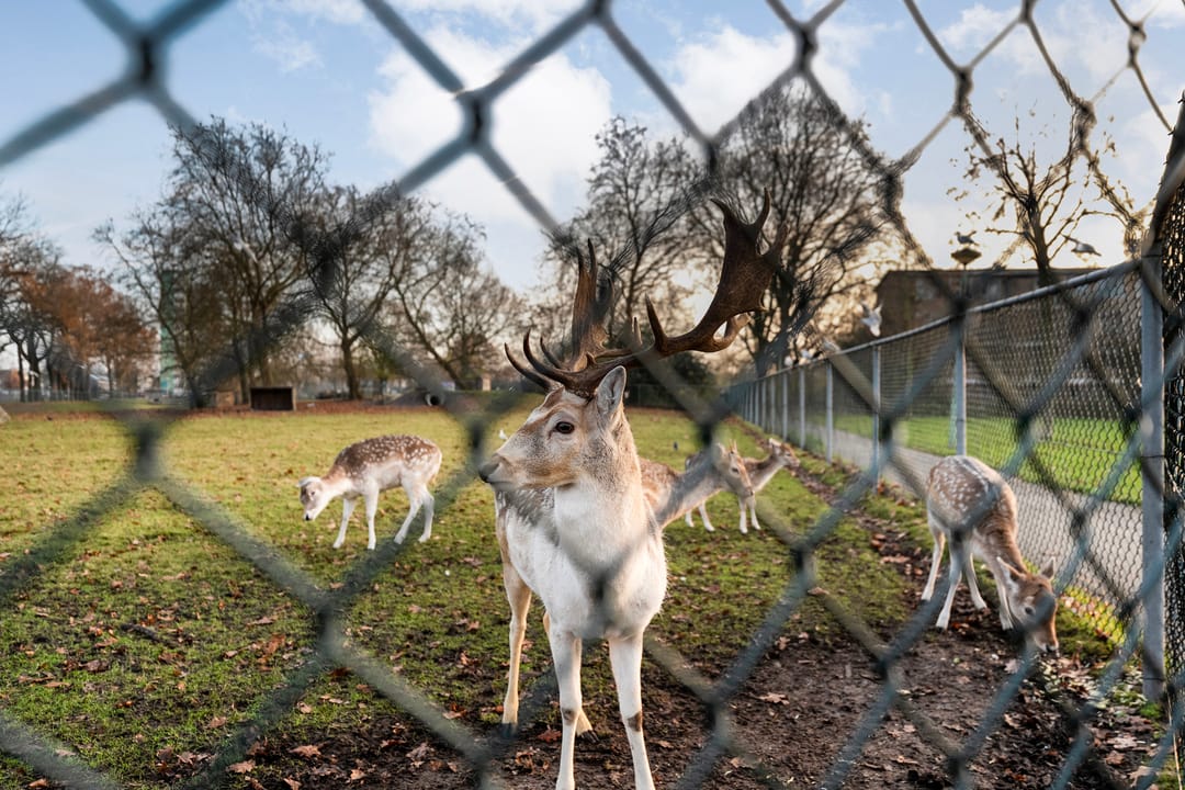 Photo 26 of Anemoonstraat 31