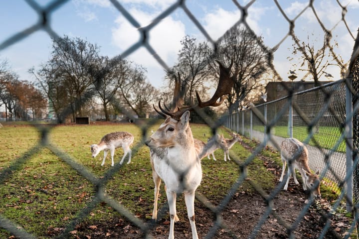 Foto 26 van Anemoonstraat 31