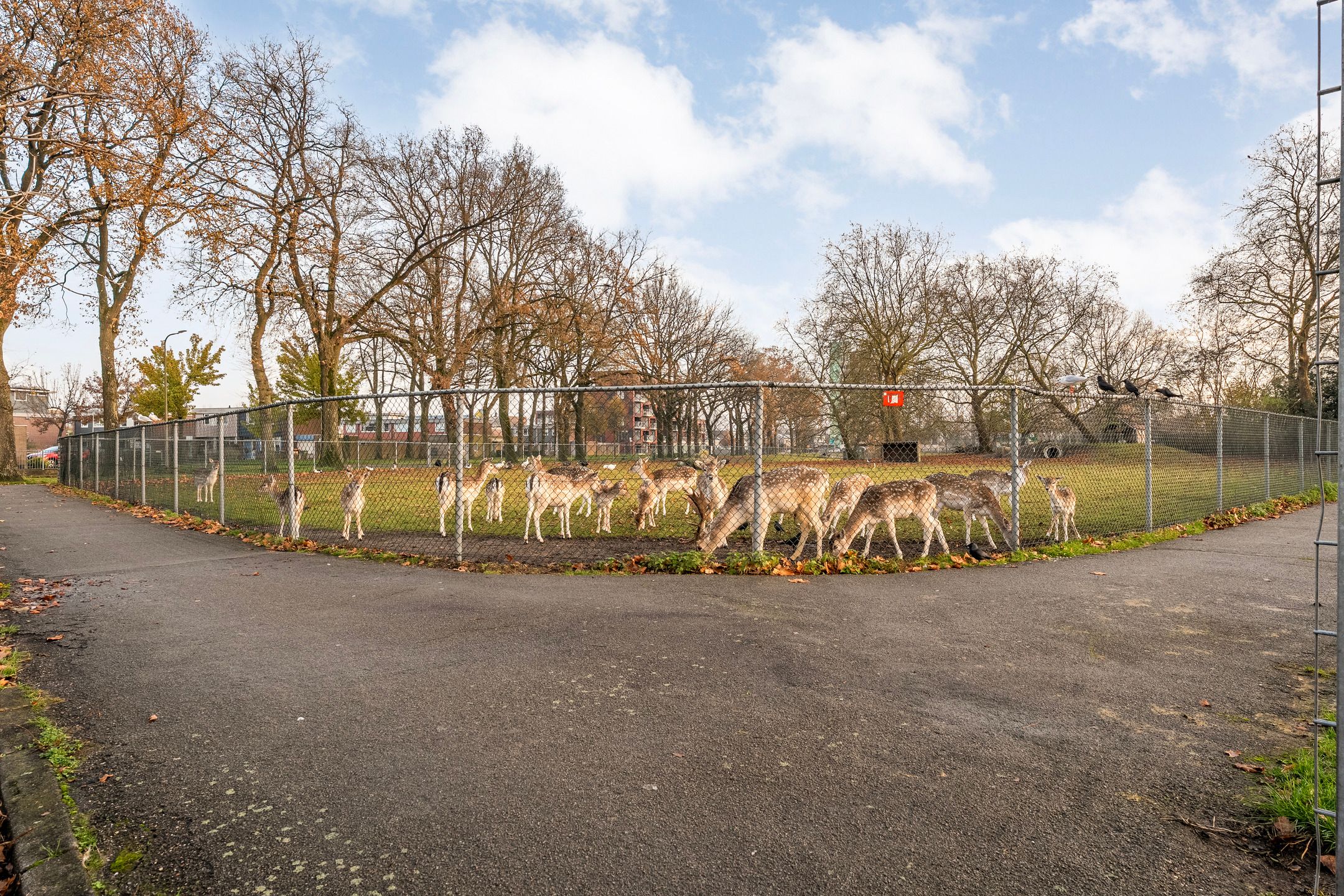 Photo 27 of Anemoonstraat 31