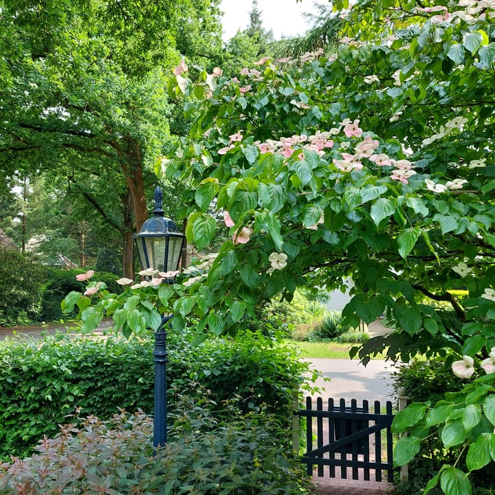 Foto 61 van Larixlaan 2