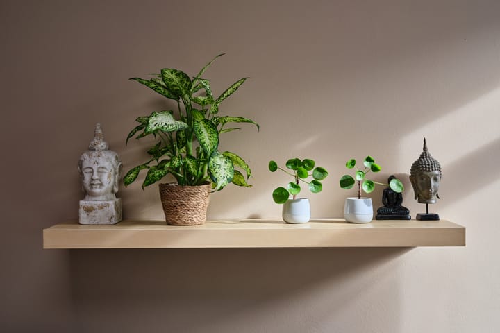 Foto 14 van Korenbloemstraat 36