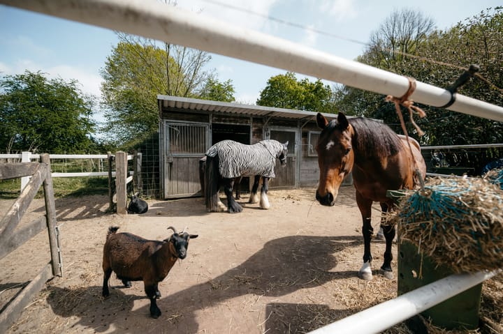 Foto 12 van Drieëndijk 3