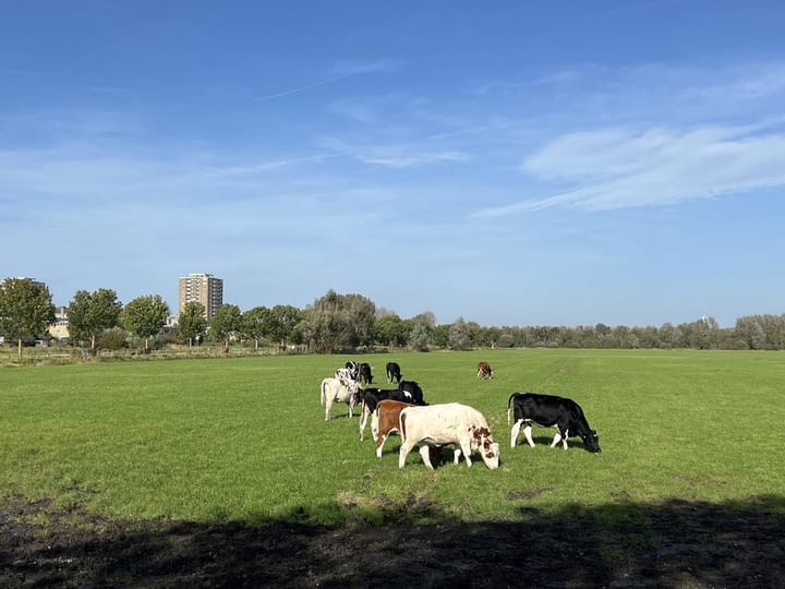 Foto 37 van Freudstraat 4