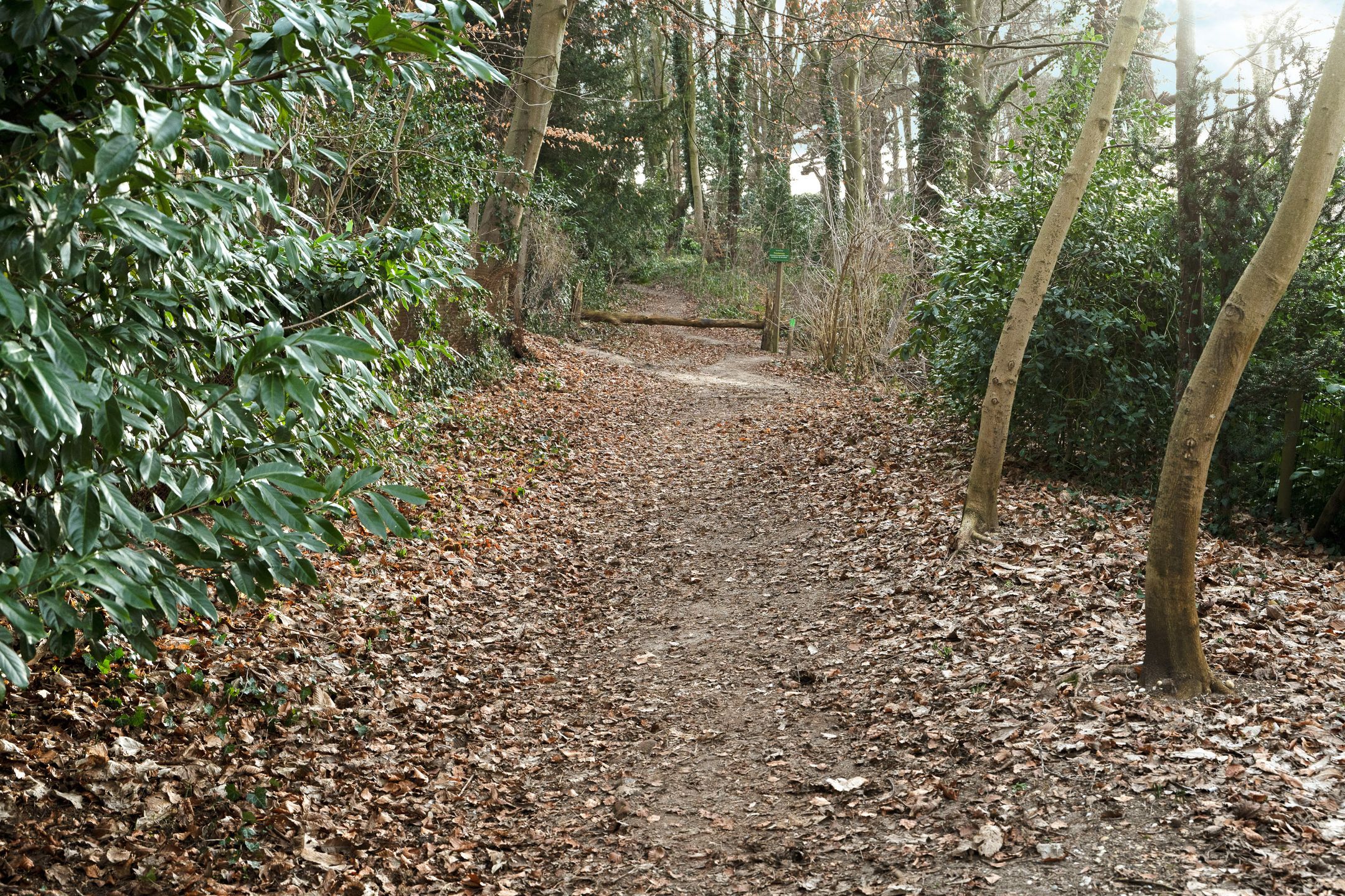 Foto 18 van Oude Bosweg