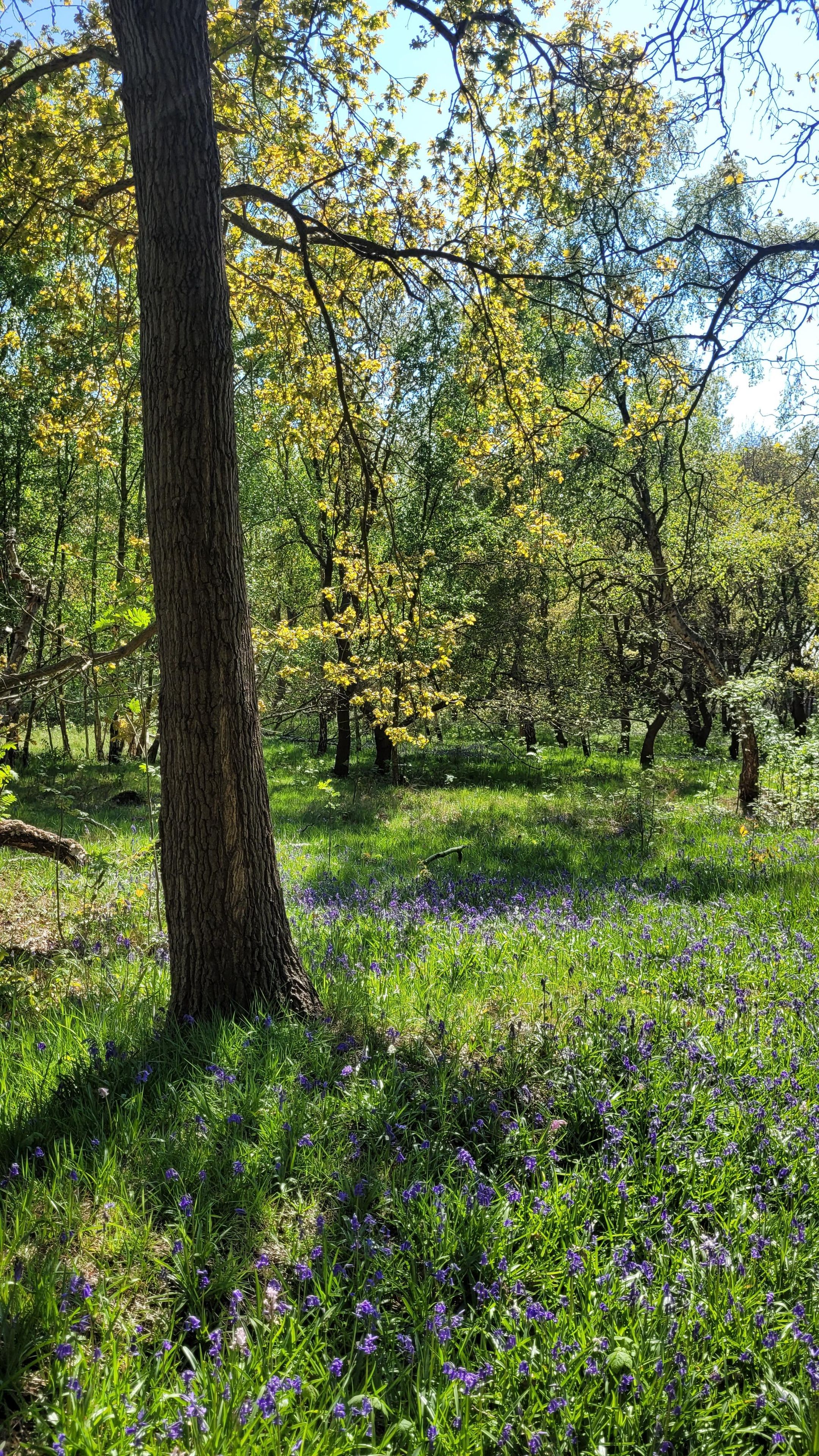 Photo 42 of Mozartlaan 518